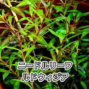 水草　ニードルリーフ ルドウィジア　15本　送料無料