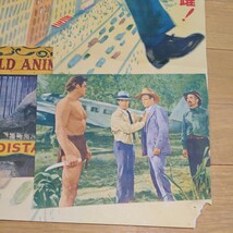 映画ポスター　ターザン紐育へ行く　日本公開1949年　B２サイズ　ジョニー・ワイズミラー　モーリン・オサリヴァン　MGM 昭和２４年_画像6