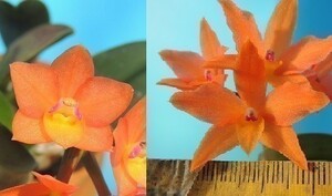 T♪当園実生品１円スタート洋蘭 Cattleya cernua x sib.(Orange x `Hiuchi') カトレア　洋ラン