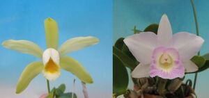 T♪当園実生品１円スタート洋蘭　 Cattleya forbesii f.alba x Kiritsubo‘Yumi’ BM/JOGA カトレア 　 洋ラン