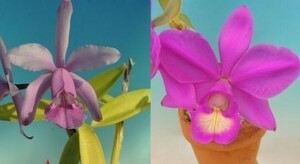 T♪当園実生品１円スタート洋蘭 Cattleya intermedia f.coerulea `Blue Zoisite' x nobilior f.rubra`Enami' 　カトレア　 洋ラン