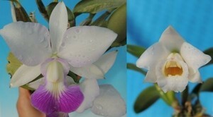 T♪当園実生品１円スタート洋蘭 Cattleya walkeriana f.Pelora`H&R' HCC/JOS x alaorii f.albesecens カトレア　洋ラン