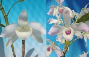 T♪当園実生品１円スタート洋蘭 Dendrobium nobile x sib. (virginalis x ballianum) 　 デンドロビューム　 洋ラン