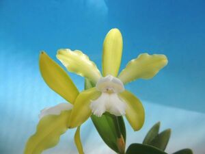 T♪当園実生品１円スタート洋蘭　Cattleya tigrina f.alba x self(親はalba trilabeloのself)　 カトレア　 洋ラン