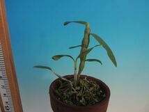 T♪当園実生品１円スタート洋蘭 Dendrobium Perfume(moniliforme x trantuanii )　セッコク交配 　 デンドロビューム　 洋ラン_画像3