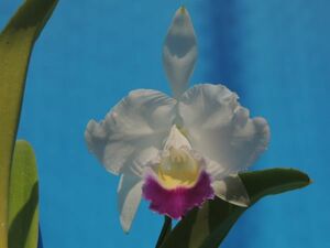 T♪１円スタート洋蘭　Cattleya trianae f.coerulea 'Indigo Blue'　注；花保たず　花粉無し　 洋ラン　カトレア