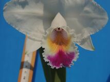 T♪１円スタート洋蘭 Cattleya quadricolor (Dona Zoraide x Angelica)　　 注：花保たず　 洋ラン　カトレア_画像5