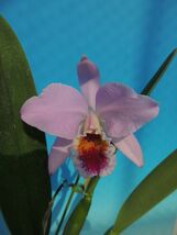 T♪１円スタート洋蘭 Cattleya percivaliana'Tsuji' 　 注：花保たず　 洋ラン　カトレア_画像1