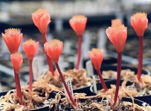 珍奇植物 貴重植物 Haemanthus crispusハエマンサス クリスパス 3株セット　No.228 12月19日撮影　南アフリカ　現地株