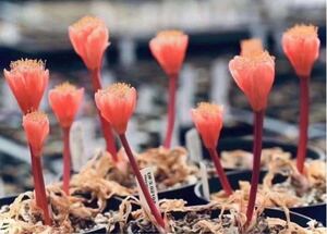 珍奇植物 貴重植物 Haemanthus crispusハエマンサス クリスパス 3株セット　No.358 12月22日撮影　南アフリカ　現地株