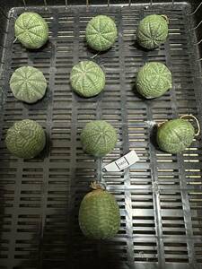 ユーフォルビア オベサEuphorbia obesa 多肉植物 塊根植物 10株セットNo.565 12月9日撮影