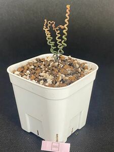 No.265 多肉植物 Albuca bruce-bayeri (実生) 12月20日撮影　