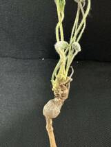 ペラルゴニウム トリステ Pelargonium triste 多肉植物 冬型 塊根 12月22日撮影　No.408_画像8