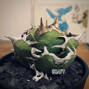 【AGAVE TITANOTA COK Cg-01 追星】子株 アガベ　チタノタ ブツブツ CRAFT AGAVE★