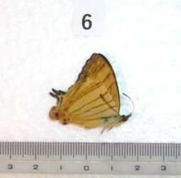 蝶三角紙標本　W.Javaの蝶　⑥　1ex　