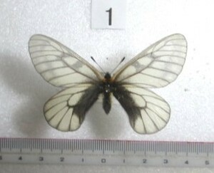  butterfly specimen light ba white chou① Tokyo Metropolitan area Takao mountain production 1*