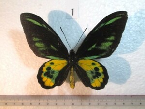 蝶標本　ロスチャイルドトリバネアゲハ　①　インドネシア　産　1♂　