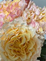 バラ苗　切花品種　アプリコット色　フリル咲　美しい花形　ラカンパネラ 薔薇_画像1