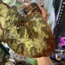 【超大型】Begonia rex Thailand タイレックス　原種ベゴニア_画像6