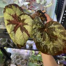 【超大型】Begonia rex Thailand タイレックス　原種ベゴニア_画像5