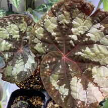 【超大型】Begonia rex Thailand タイレックス　原種ベゴニア_画像1