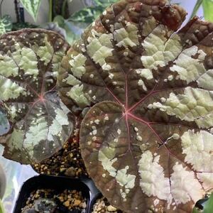 【超大型】Begonia rex Thailand タイレックス　原種ベゴニア