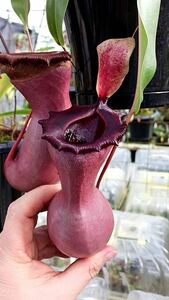 （食虫植物）Nepenthes ventricosa red Sierra Madre Range ネペンテス　ベントリコーサ　レッド　シエラマドレ　レンジ