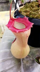 （食虫植物）Nepenthes ventricosa Sierra Madre Range ネペンテス　ベントリコーサ　シエラ　マドレ　レンジ