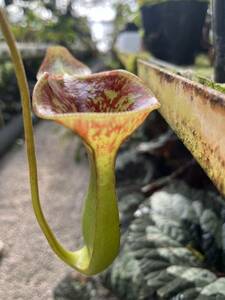 （食虫植物）Nepenthes lowii Mt.Trusmadi ネペンテス　ローウィー　トルスマディ産