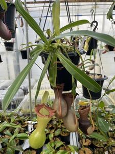 （食虫植物）Nepenthes ventricosa （Sierra Madre Range） ネペンテス　ベントリコーサ　シエラマドレ