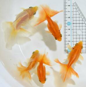 土佐錦魚 当歳魚 ●6～7.5ｃｍくらい●　×5匹セット