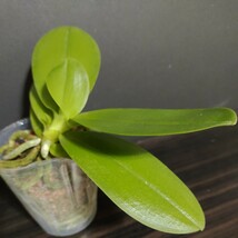 花芽あり Phal. Sapphire's Galah 芳香 ファレノプシス サファイアズ ガラー 胡蝶蘭 洋蘭 洋ラン _画像4