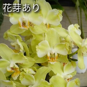 花芽あり Phal. Younghome Green Dancer '519' (peloric) ファレノプシス ヤングホームグリーンダンサー'519' (ペロリック) 洋蘭 胡蝶蘭