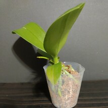 花芽あり Phal. Younghome Kaleido ファレノプシス ヤングホームカレイド 胡蝶蘭 洋ラン 洋蘭 _画像4