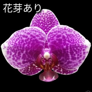 花芽あり Phal. I-Hsin Sun Beauty '186' ファレノプシス イシン サンビューティー '186' 胡蝶蘭 洋蘭 2.5inch