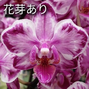 花芽あり Phal. Younghome Kaleido ファレノプシス ヤングホームカレイド 胡蝶蘭 洋蘭 洋ラン 