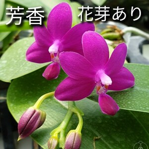 花芽あり Phal. Sapphire's Galah 芳香 ファレノプシス サファイアズ ガラー 胡蝶蘭 洋蘭 洋ラン 