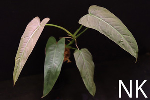 【NK】独特の葉色が綺麗な希少原種 Philodendron sp Napo【フィロデンドロン アンスリウム】