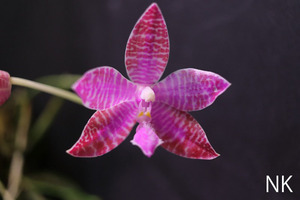 【NK】Phal.lueddemanniana Luzon島自然種セレクト個体実生苗【洋蘭 原種 ファレノプシス シレリアナ 胡蝶蘭】