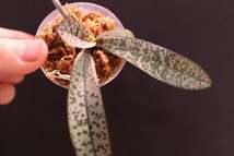 【NK】Phal.schilleriana 山木銀葉×銀葉パープレアのシブリングクロス【洋蘭 ファレノプシス シレリアナ 胡蝶蘭】_画像4