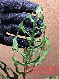 【ＭＯ.3】Monstera obliqua Peru /モンステラ　オブリクア　ペルー、超極上株！！】、アガベ、斑入り、アグラオネマ、他よりもお得！