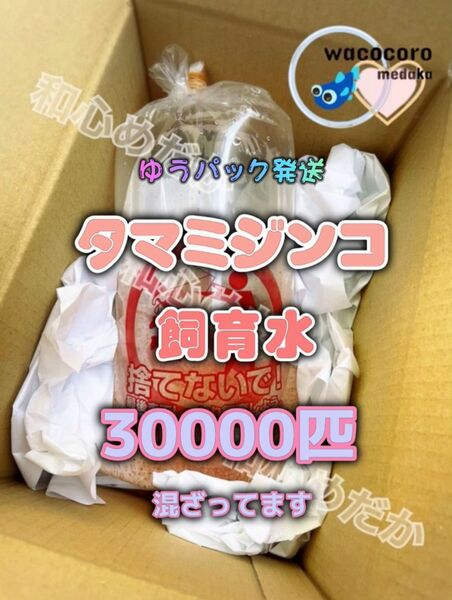 ☆即決1850円☆タマミジンコ飼育水☆30000匹以上混ざってます!!☆めだか・熱帯魚・水質浄化に！