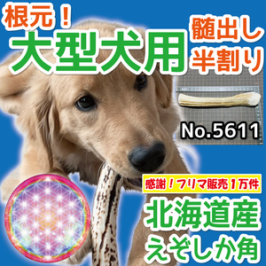 ■ 大型犬用 ■ 天然 北海道産 蝦夷鹿の角 ■ 根元部分 半割り 1本 ■ 犬のおもちゃ ■ 鹿の角 犬 無添加 エゾシカ ツノ 56111