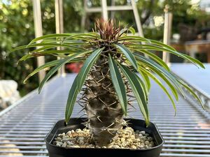 Pachypodium lamerei パキポディウム ラメレイ 実生 ラメリー グラキリス サボテン 塊根植物 多肉植物 s138