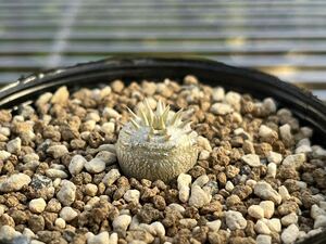 Pachypodium パキポディウム ブレビカウレ 恵比寿笑い 実生 サボテン 塊根植物 多肉植物 s137