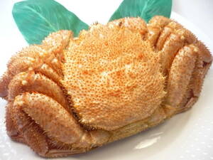 北海道 オホーツク産 毛ガニ 1尾 約400～500ｇ 蟹身もぎっしりと詰まっています 毛蟹