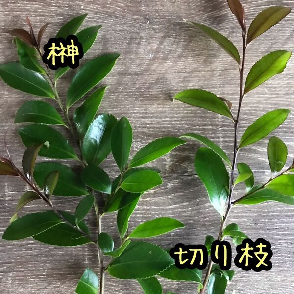 榊 さかき ヒサカキ? 切り枝 新年