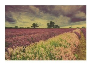  new goods * poster B3 size beautiful flower field . good . Hokkaido lavender stylish poster interior retro stylish 