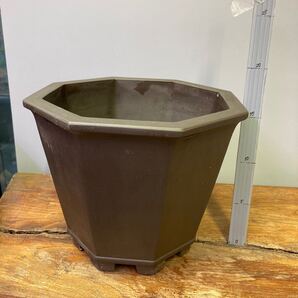 【道光年製古鉢】 【すずき園芸】