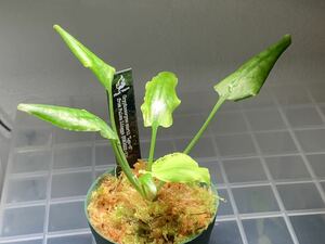 Cryptocoryne nurii Lga-6 from Pulau Lingga 【HW0622-11】　クリプトコリネ　HW便　　